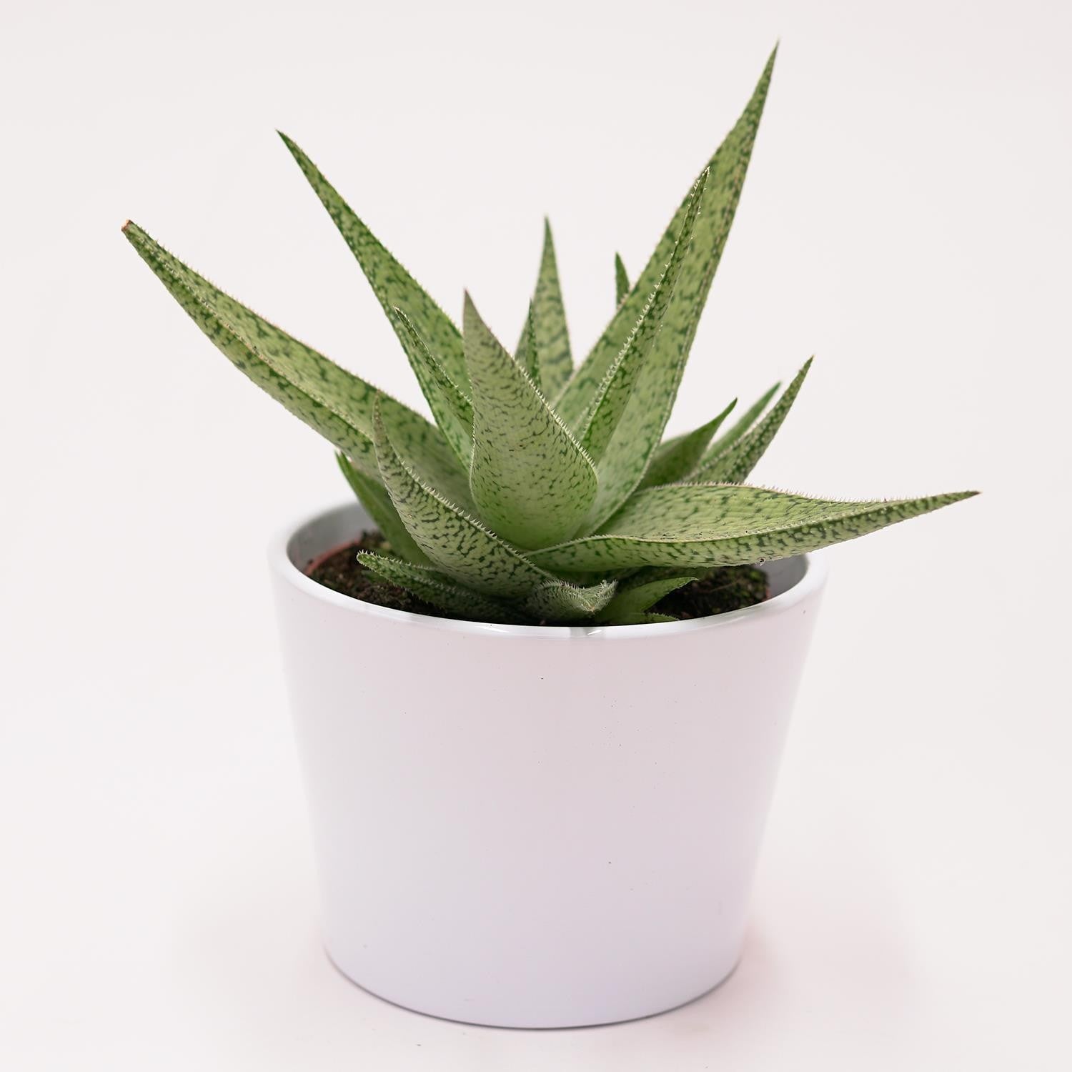 pasiora-aloe-rauhii-snowflake-sukkulente-10-5cm image 2
