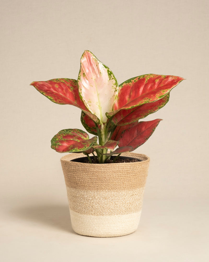 feey-aglaonema-cayenne-red-zimmerpflanze image 6