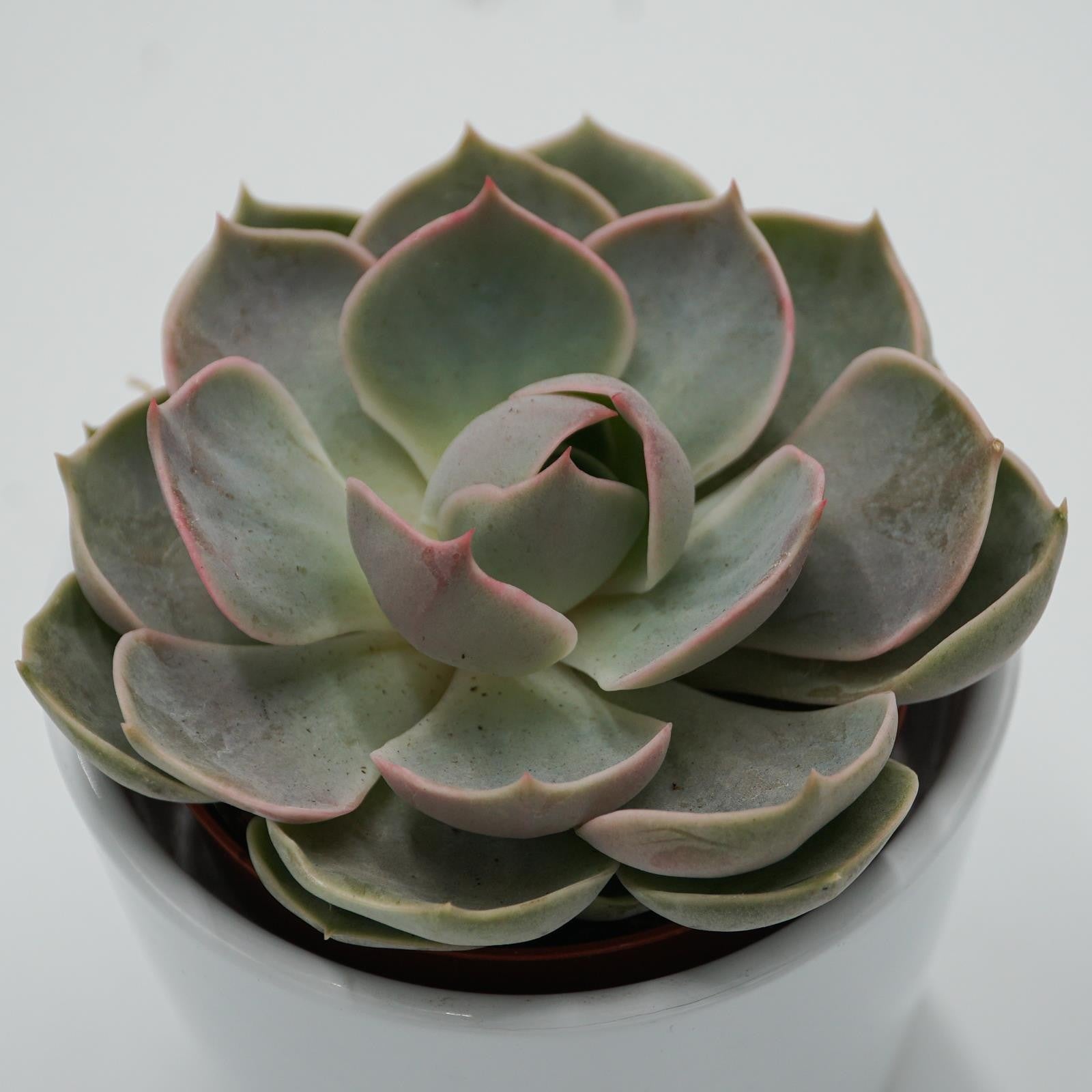 pasiora-echeveria-lotus-sukkulente-8-5cm-topf image 2
