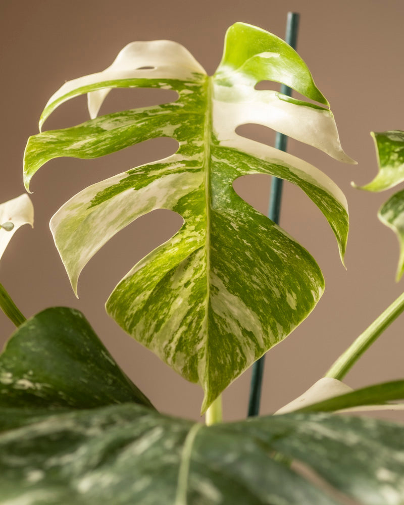 feey-monstera-deliciosa-variegata-fensterblatt-rarit-t image 2