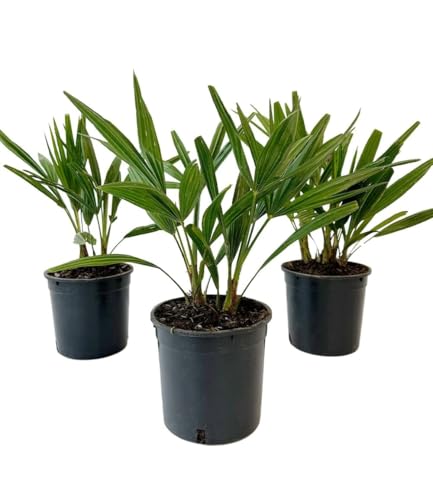 baldur-garten-winterharte-k-bel-palme-im-13-cm-topf image 6