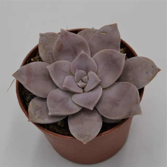 pasiora-graptopetalum-pentandrum-ssp-superbum-sukkulente-8-5-cm-topf image 1