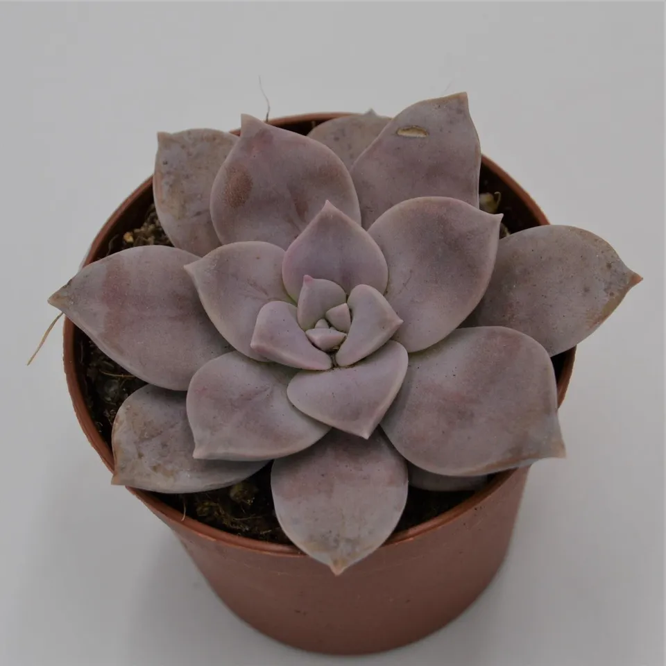 pasiora-graptopetalum-pentandrum-ssp-superbum-sukkulente-8-5-cm-topf image 1