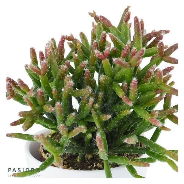 pasiora-rhipsalis-burchellii-korallenkaktus-6cm image 1