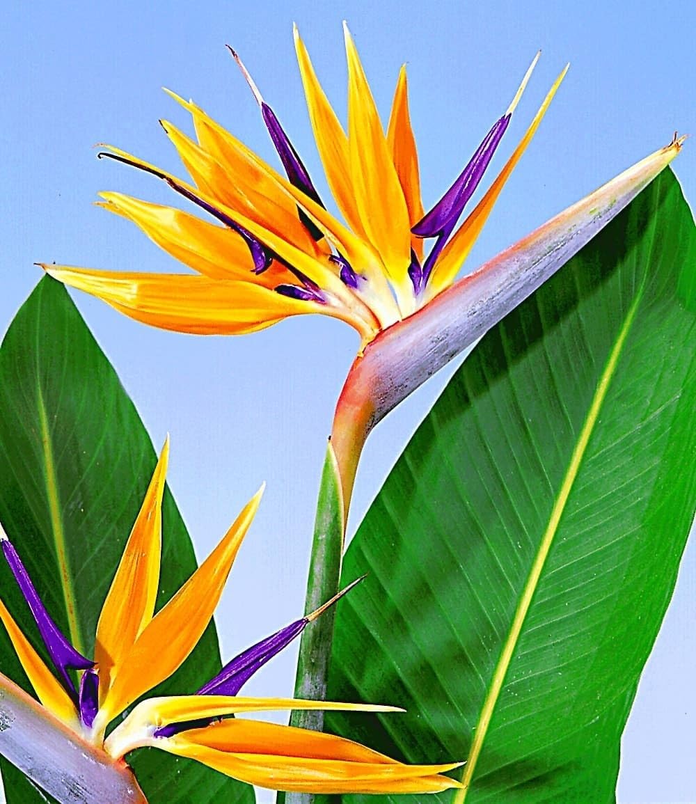 baldur-garten-paradiesvogel-blume-strelitzie-im-12-cm-topf image 3