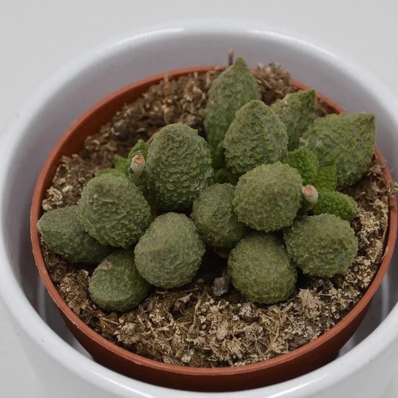 pasiora-adromischus-marianiae-lime-drops-sukkulente-8-5cm image 1