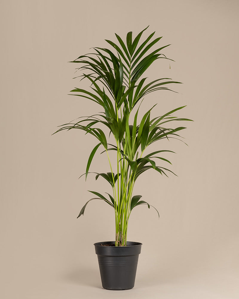 feey-kentiapalme-gro-zimmerpflanze-howea-forsteriana image 3
