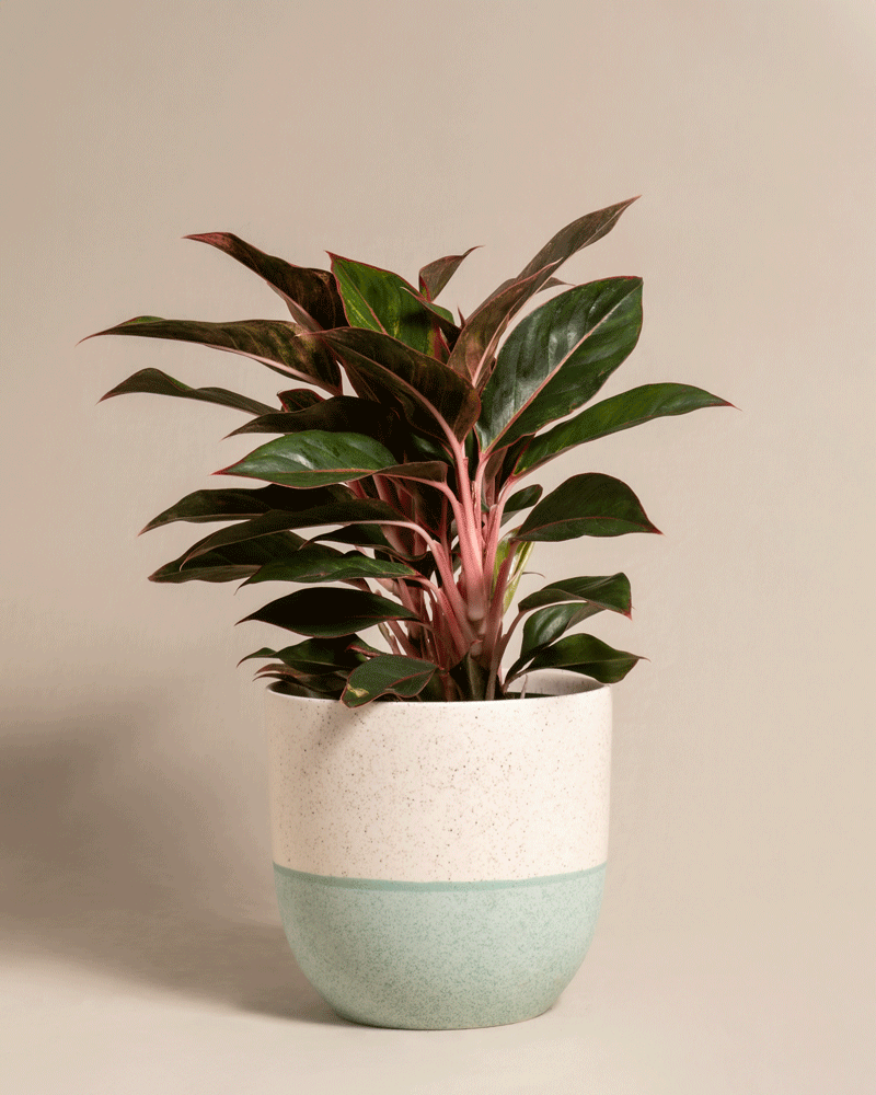 feey-aglaonema-jungle-red-gro-zimmerpflanze-kolbenfaden image 5