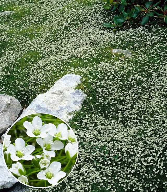 baldur-garten-3x-winterhartes-sternmoos-9x9-cm-topf image 1