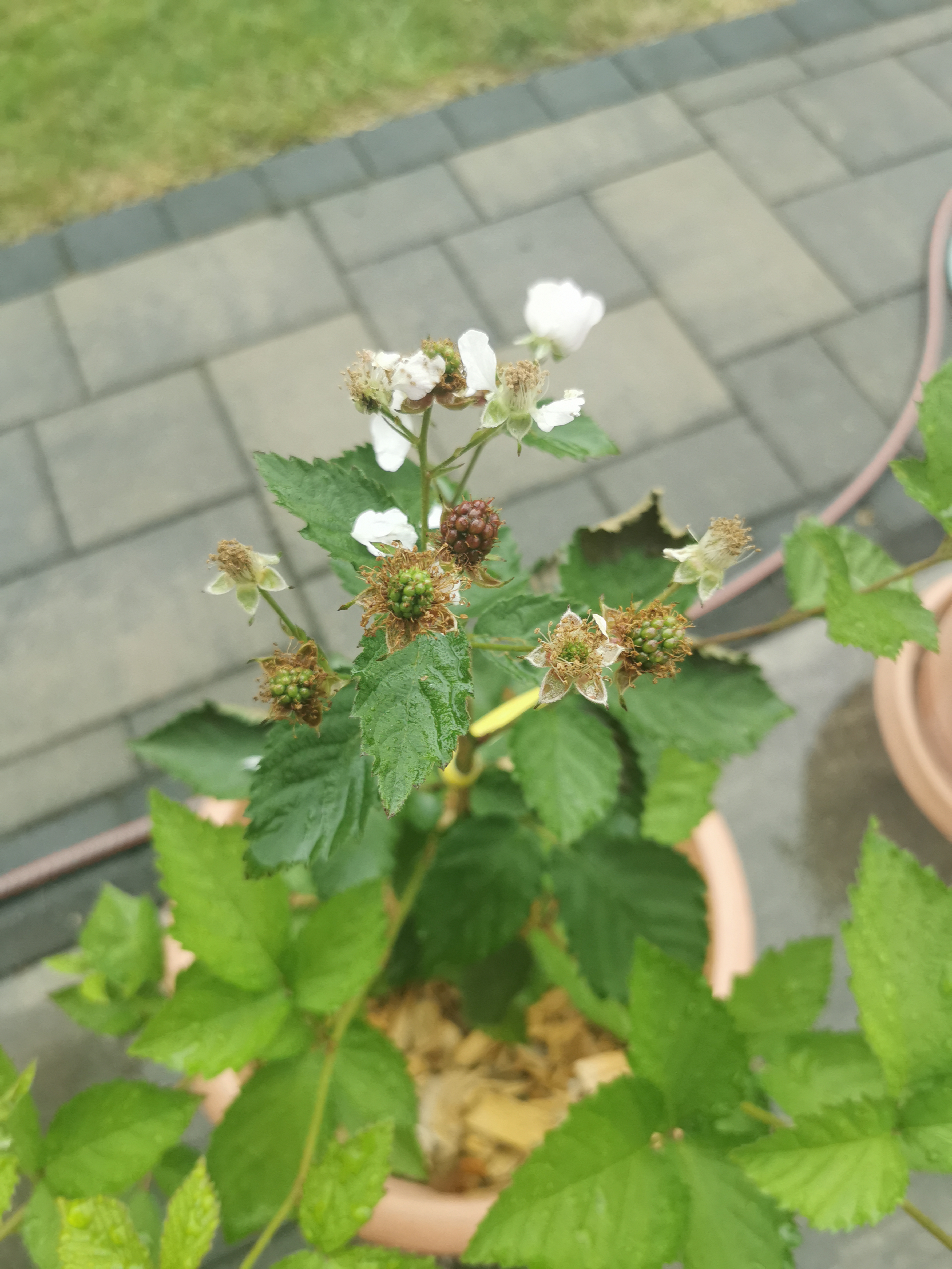 Kräftig und gesund