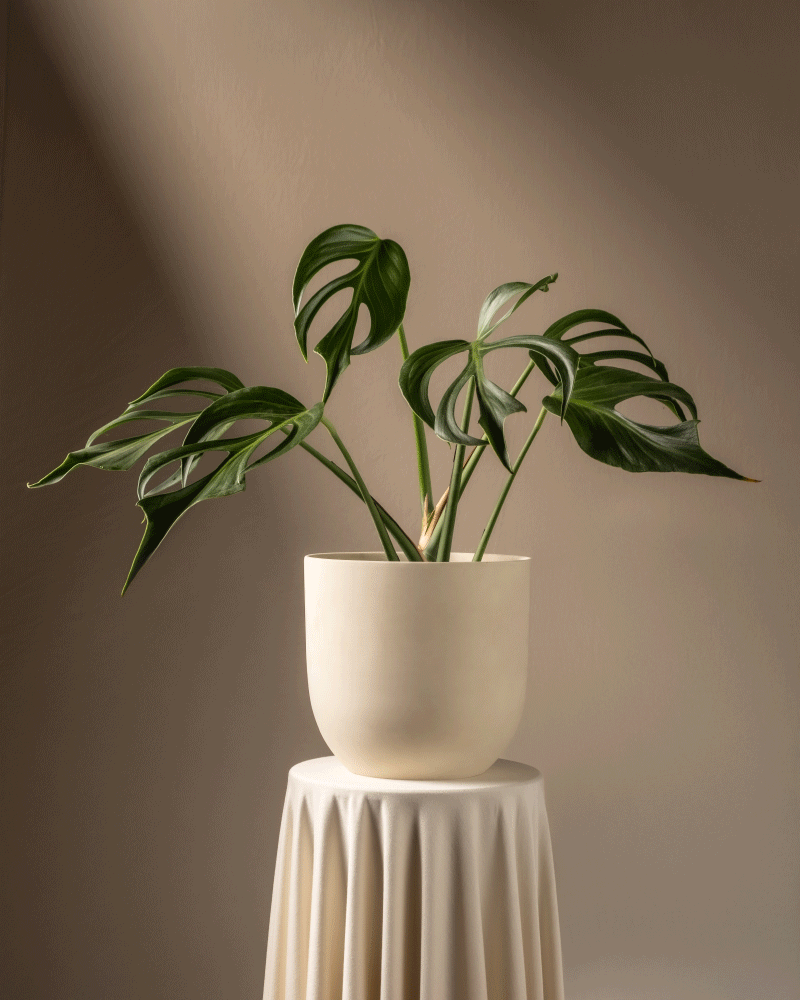 feey-monstera-burle-marx-flame-rarit-t-gro image 6
