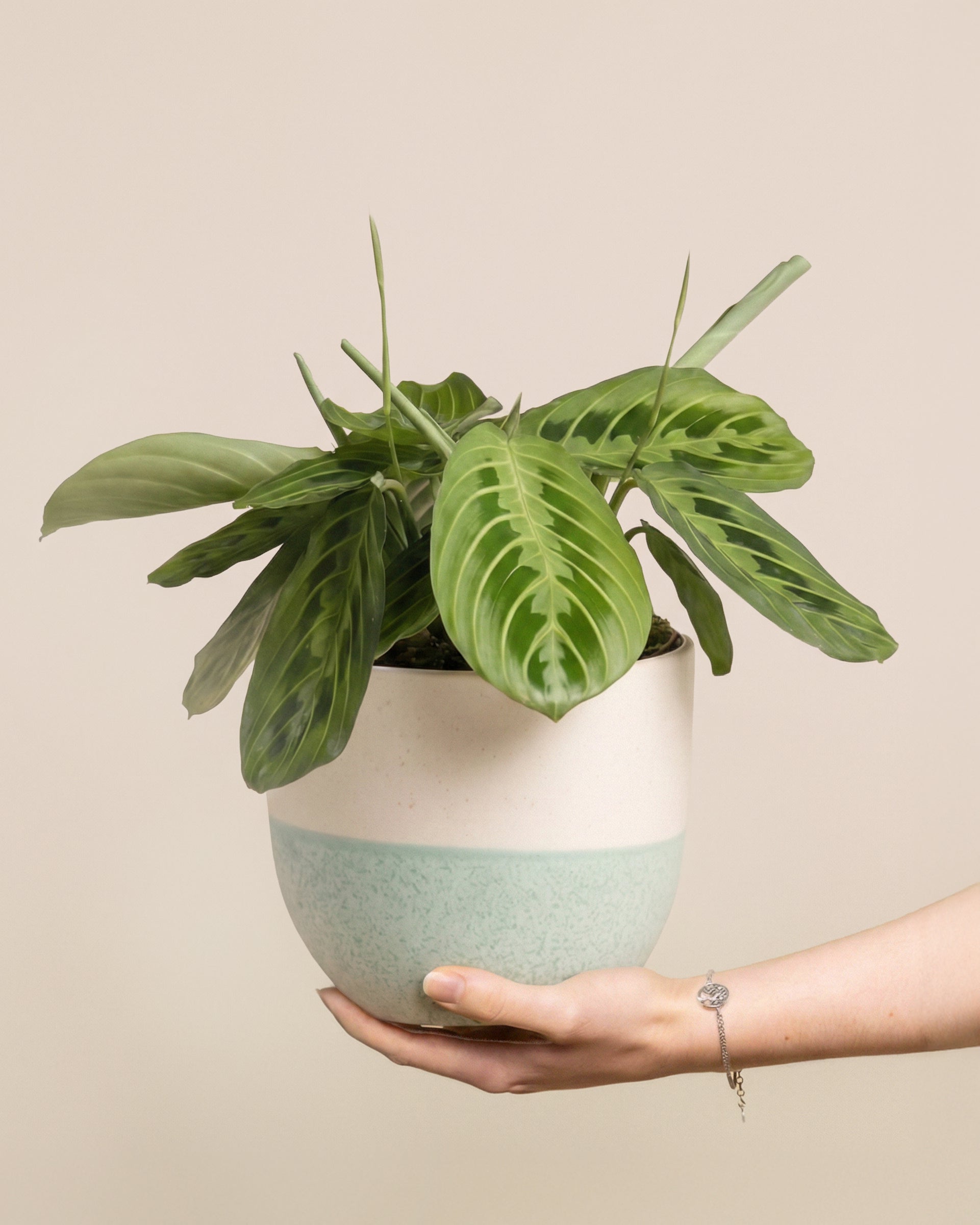 feey-maranta-lemon-lime-zimmerpflanze-klein-mittel image 1