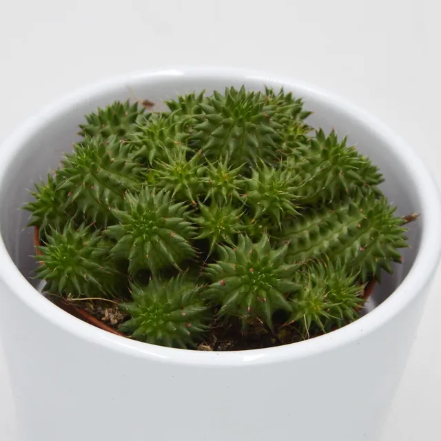 pasiora-euphorbia-susannae-wolfsmilch-sukkulente-8-5cm-topf image 1