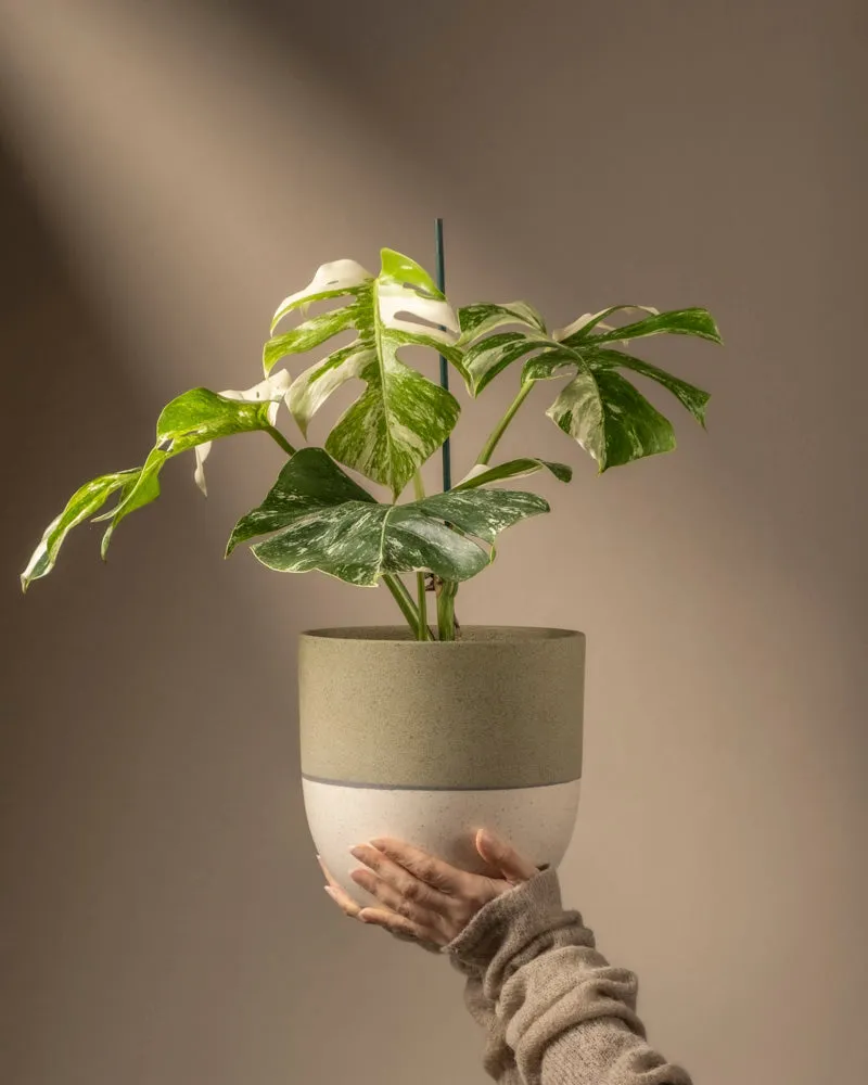 feey-monstera-deliciosa-variegata-fensterblatt-rarit-t image 1