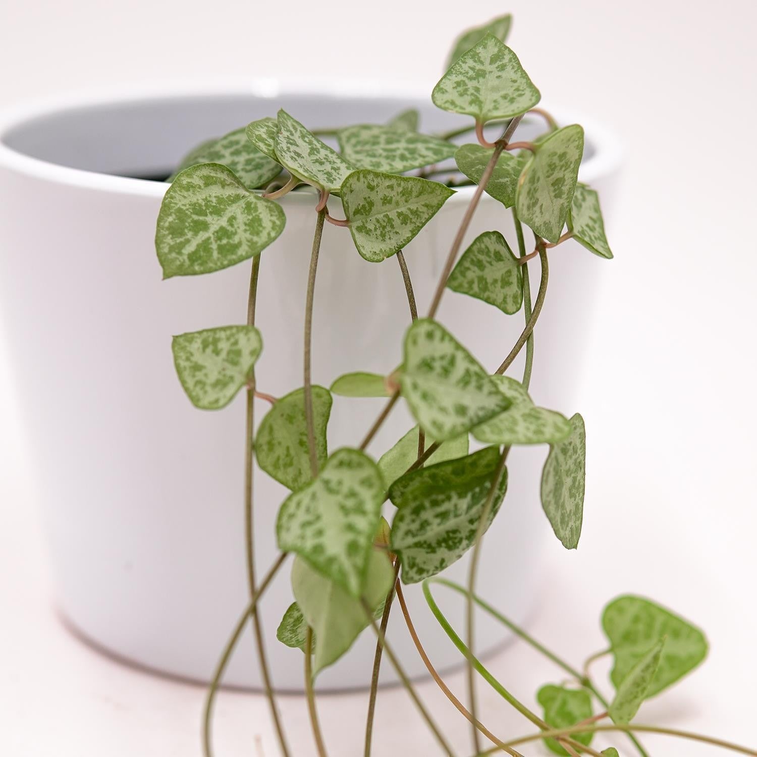 pasiora-ceropegia-woodii-heartless-h-ngepflanze-8-cm-topf image 1