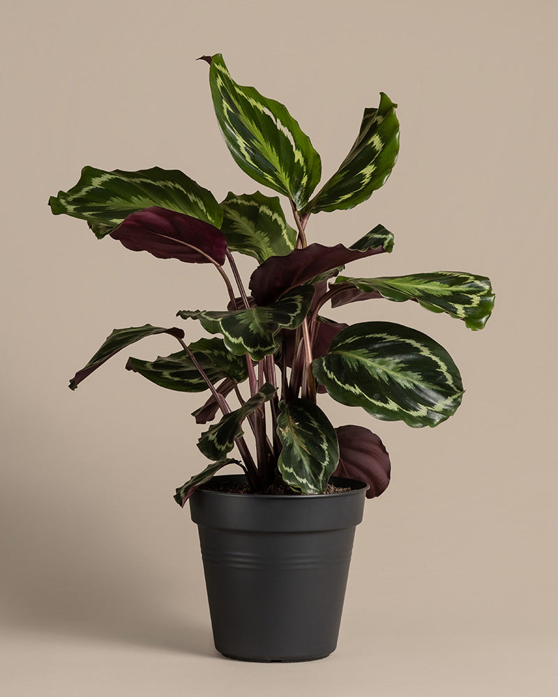 feey-calathea-roseopicta-medallion-gro-e-zimmerpflanze-50-60-cm image 3
