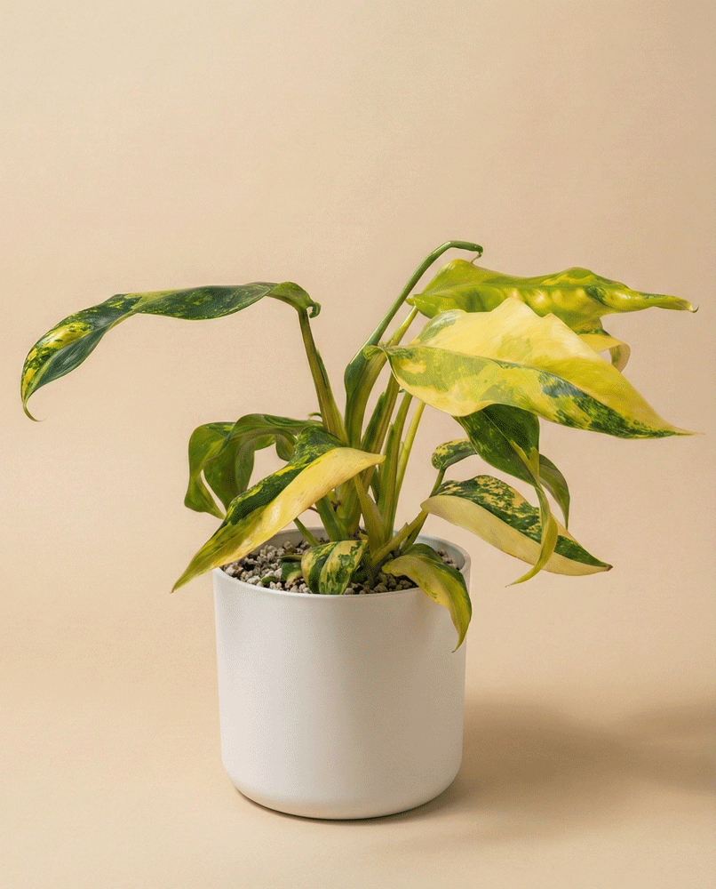 feey-monstera-standleyana-aurea-zimmerpflanze-rarit-t image 6