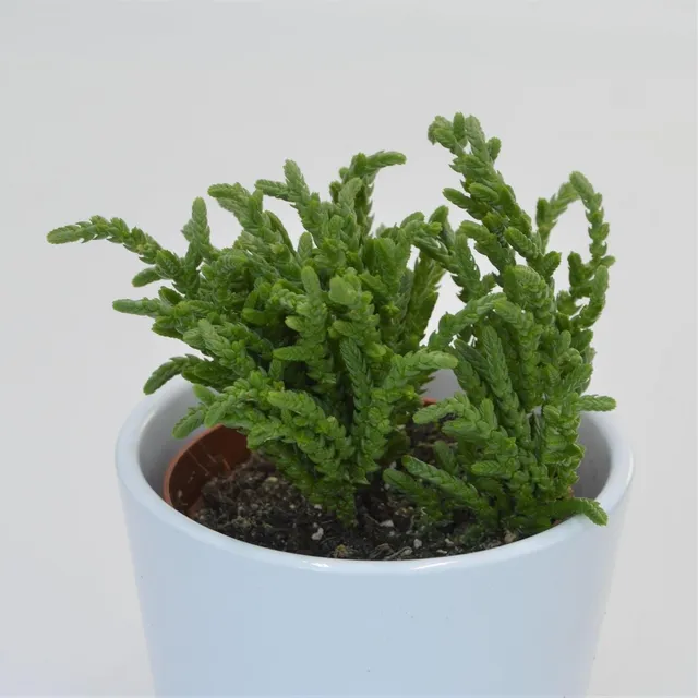 pasiora-crassula-lycopodioides-sukkulente-im-8-5cm-topf image 1