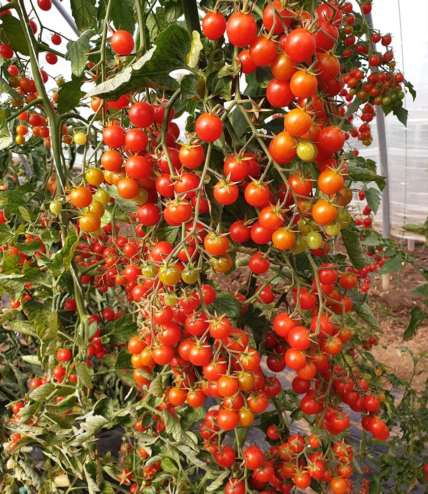 baldur-garten-snack-tomate-perlino-cherrytomate-2-pflanzen-im-10-5cm-topf image 1