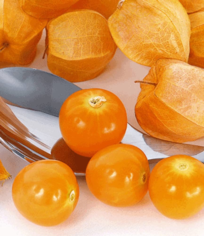 baldur-garten-physalis-preciosa-ananaskirsche-2-pflanzen-im-10-5-cm-topf image 3