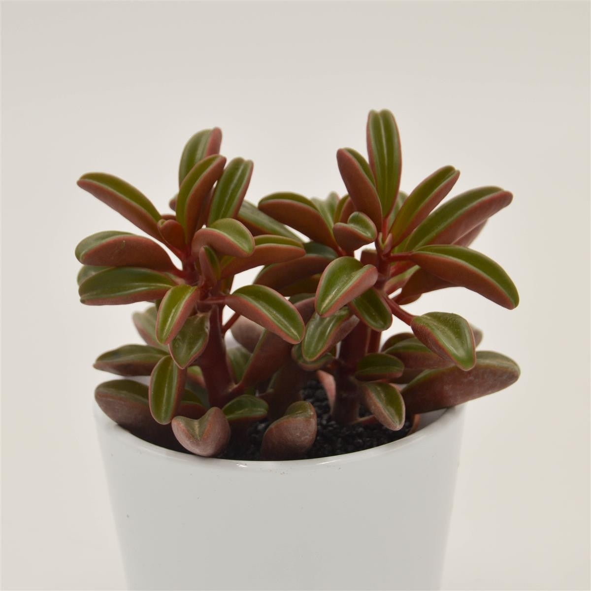 pasiora-peperomia-graveolens-sukkulente-8-5cm image 1