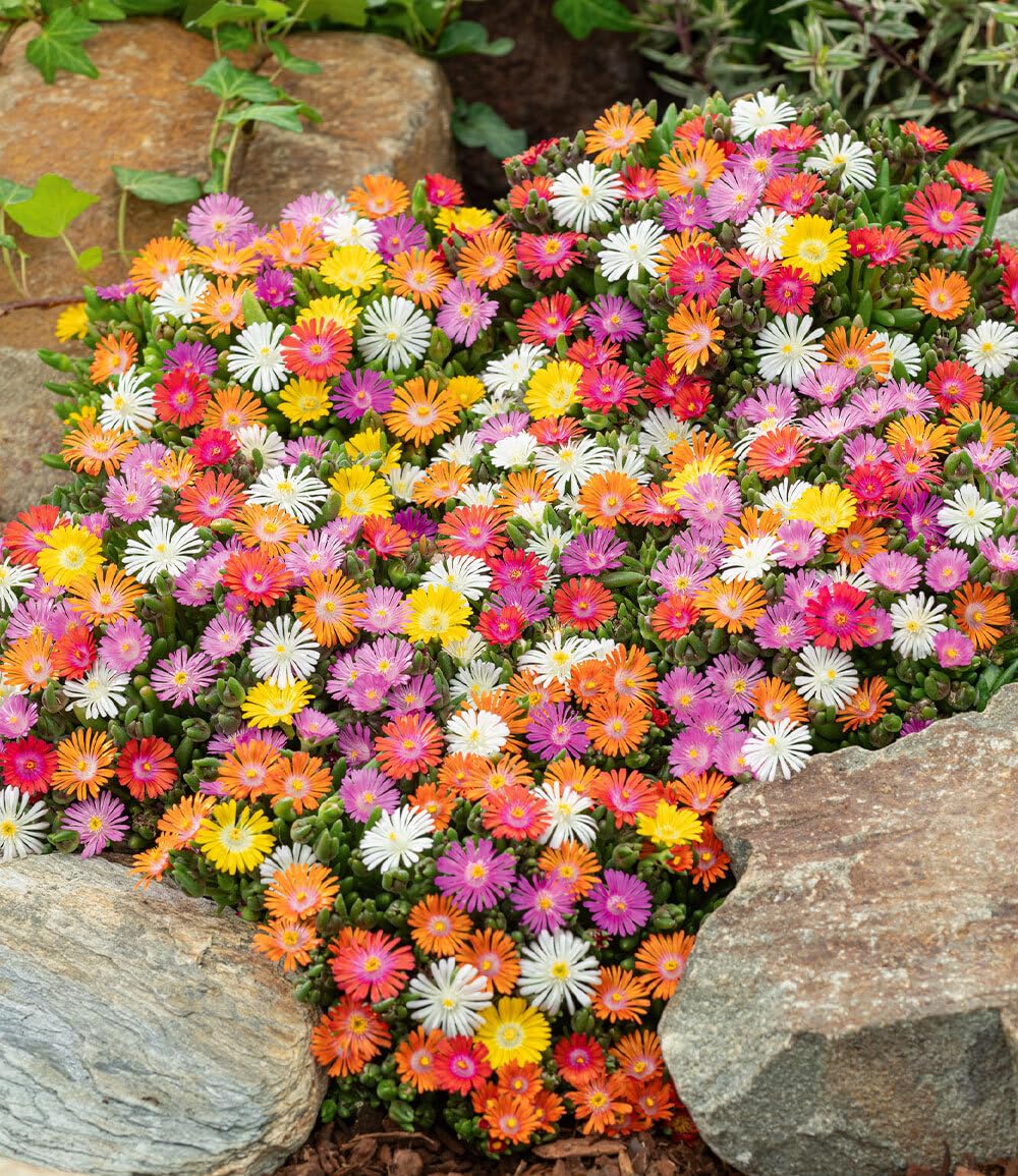 baldur-garten-eisblume-sundella-red-2x-delosperma image 7