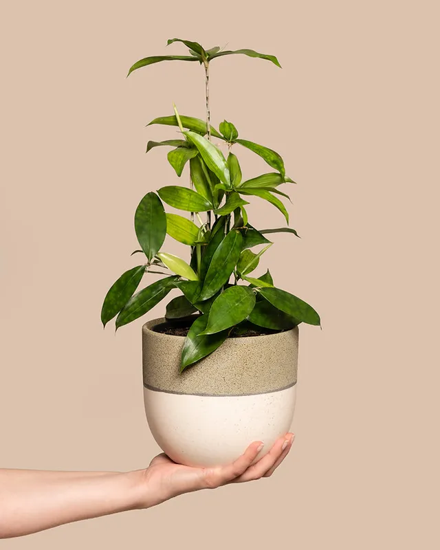 feey-bambus-drachenbaum-dracaena-surculosa-klein image 1
