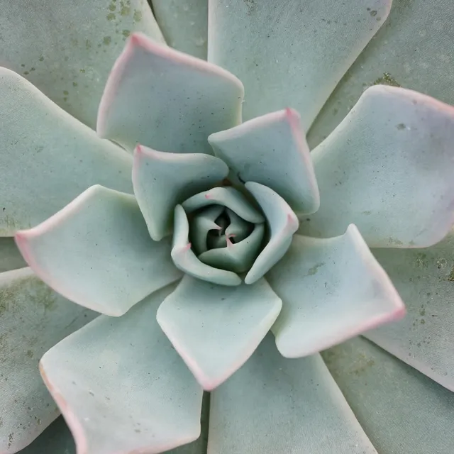 pasiora-echeveria-aquila-sukkulente-10-5-cm-topf image 1