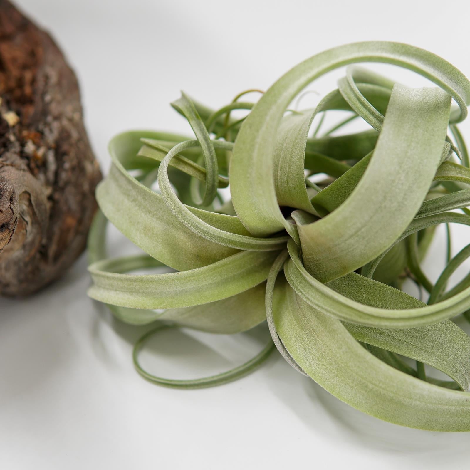 pasiora-tillandsia-curly-slim-luftpflanze-bromelie image 5