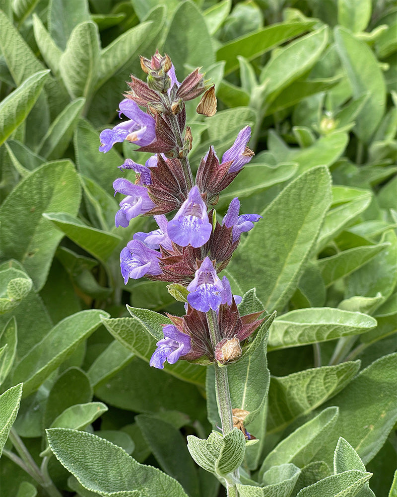 feey-echter-salbei-salvia-officinalis-kr-uterpflanze image 2
