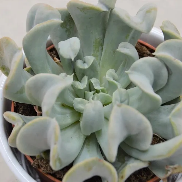pasiora-echeveria-runyonii-topsy-turvy-sukkulente-12cm image 1