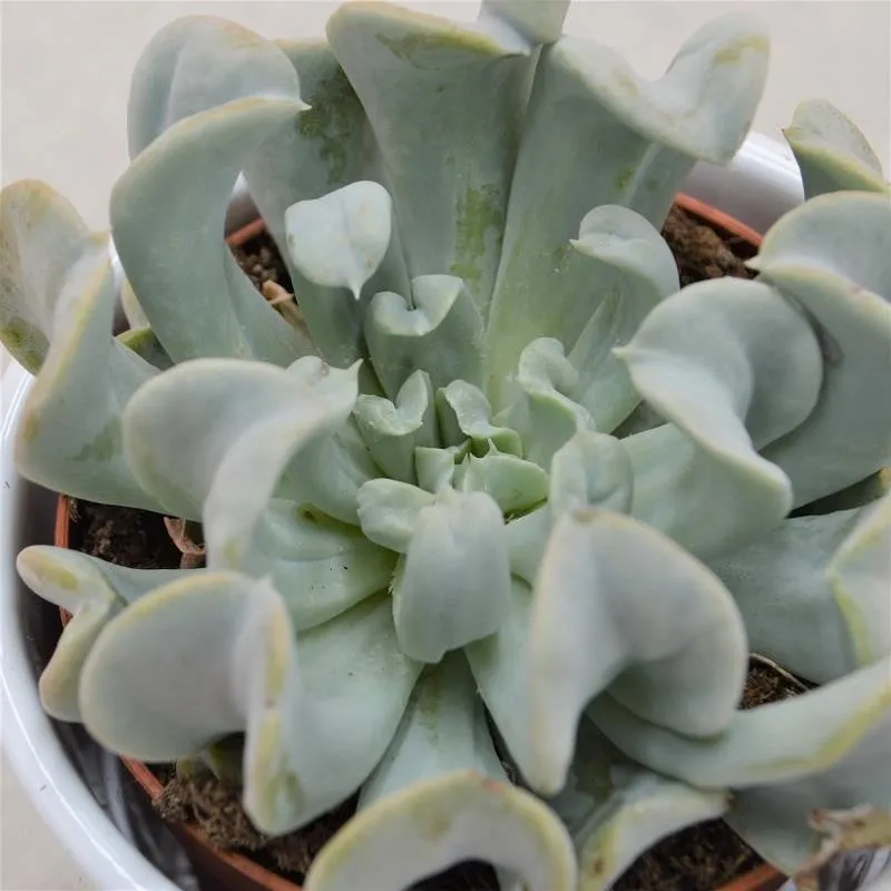 pasiora-echeveria-runyonii-topsy-turvy-sukkulente-12cm image 1