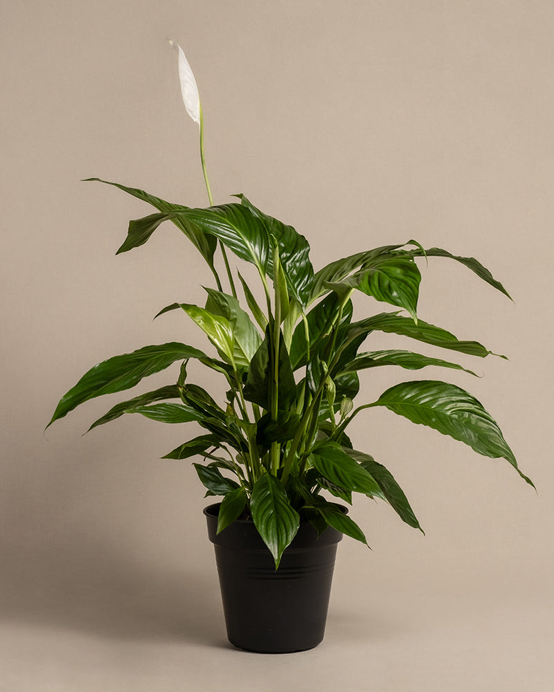 feey-gro-es-einblatt-spathiphyllum-wallisii-friedenslilie image 3