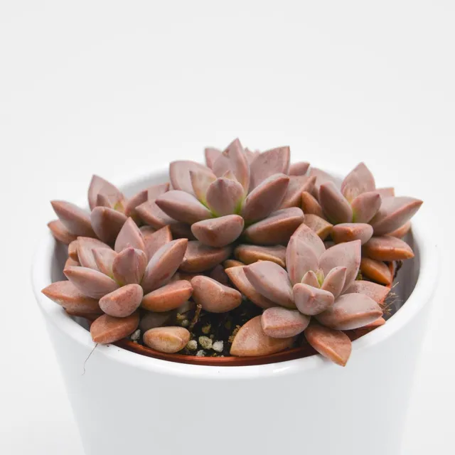 pasiora-sedum-bordeauxhart-sukkulente-8-5cm-topf image 1
