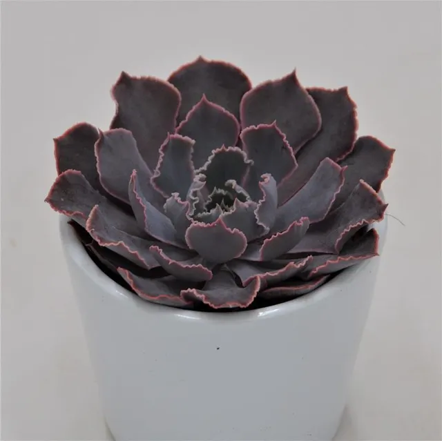 pasiora-echeveria-neon-breaker-sukkulente-6-cm-topf image 1