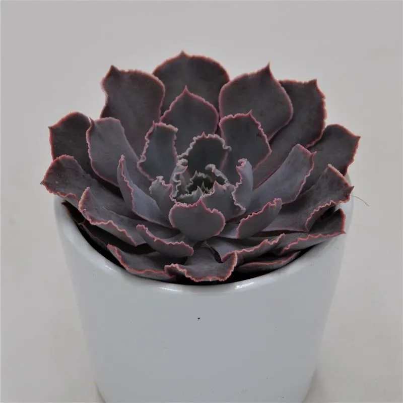 pasiora-echeveria-neon-breaker-sukkulente-6-cm-topf image 1