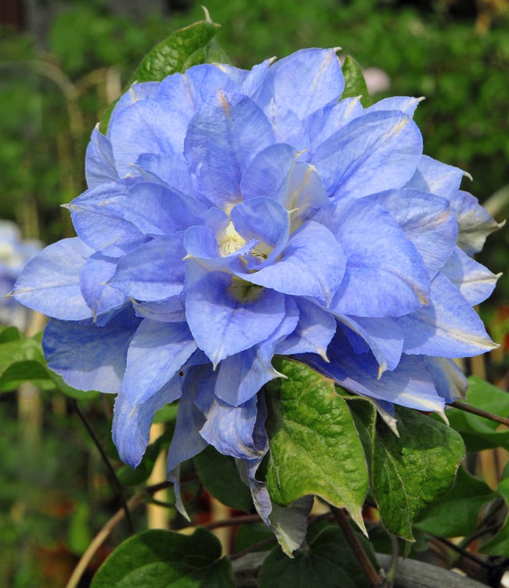 baldur-garten-clematis-crater-lake-2-liter-topf-60-80-cm-himmelblaue-riesenbl-te image 1
