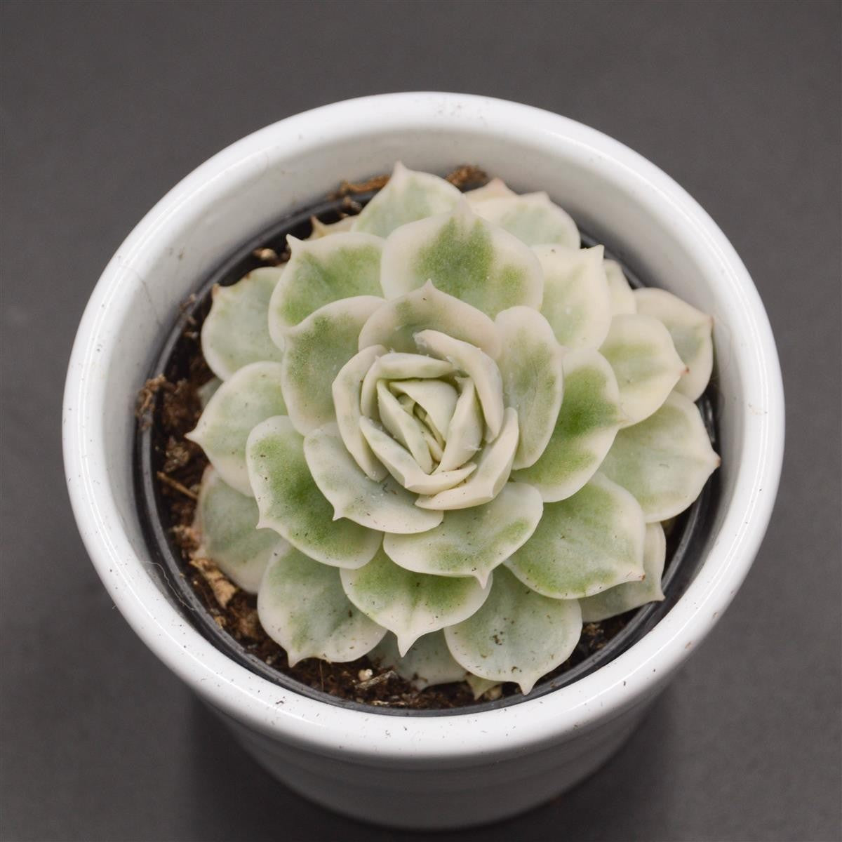 pasiora-echeveria-onslow-f-variegata-sukkulente-6cm image 1
