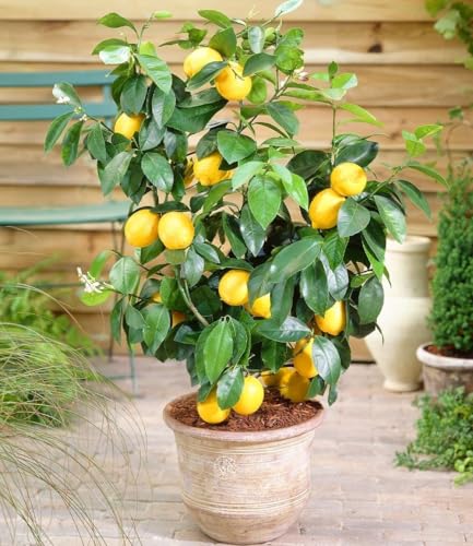 baldur-garten-zitronen-b-umchen-citrus-limon-im-12-cm-topf image 3