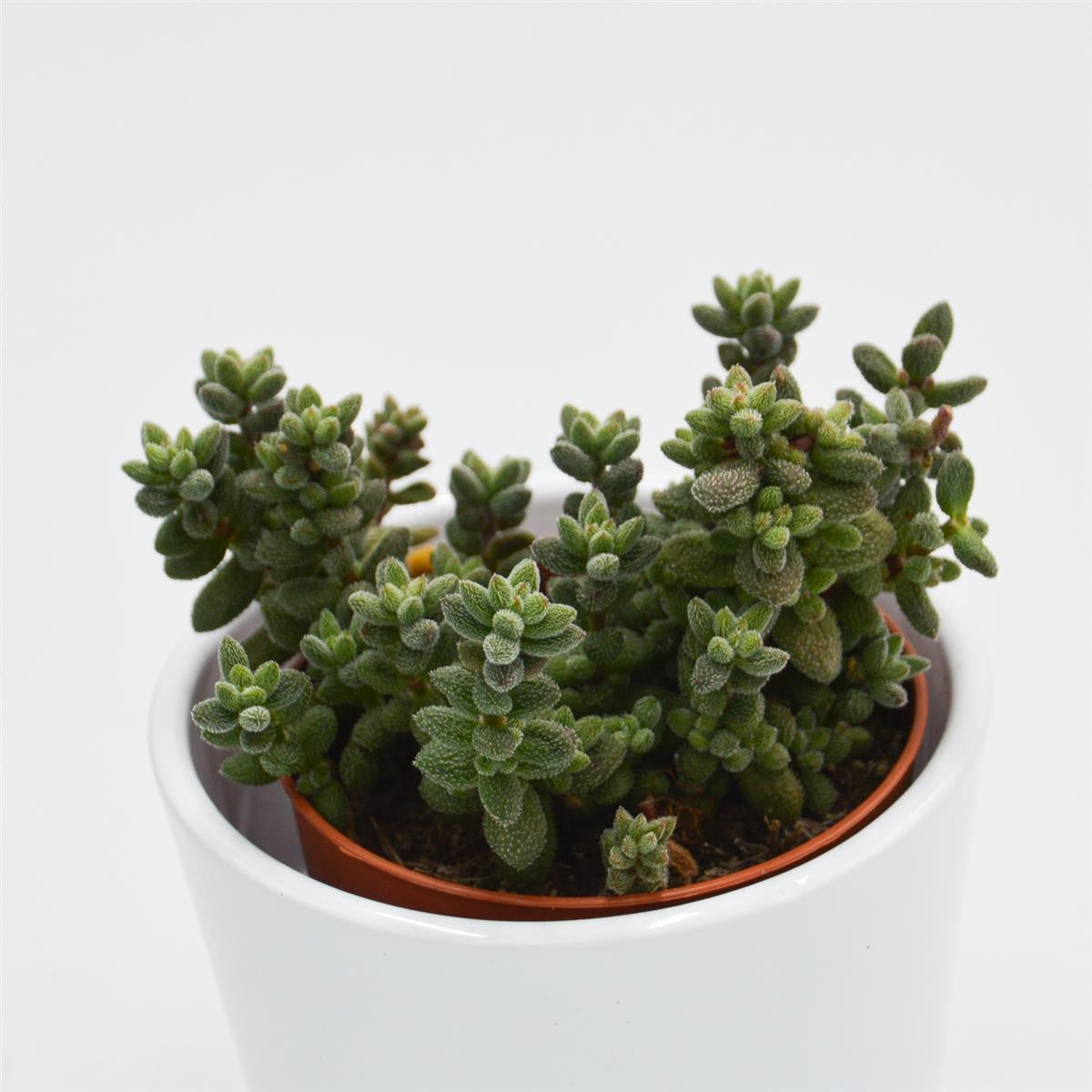 pasiora-crassula-hirtipes-sukkulente-8-5cm image 2