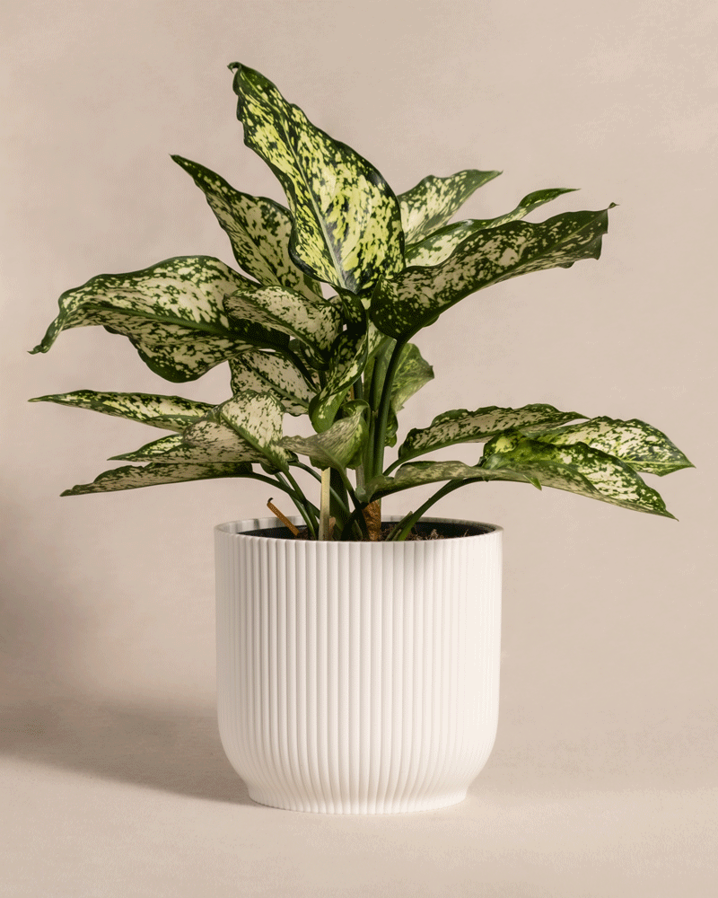 feey-aglaonema-kiwi-kolbenfaden-klein image 8