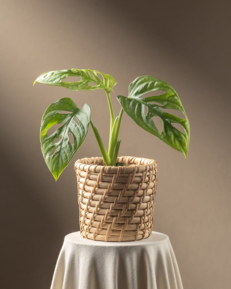 feey-monstera-adansonii-mint-babypflanze-panaschiert image 8