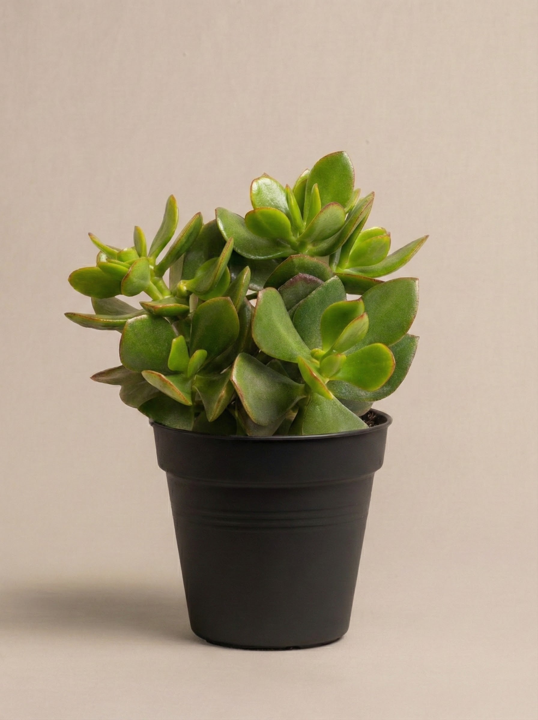 feey-geldbaum-crassula-ovata-pfennigbaum-gl-cksbaum-klein image 3
