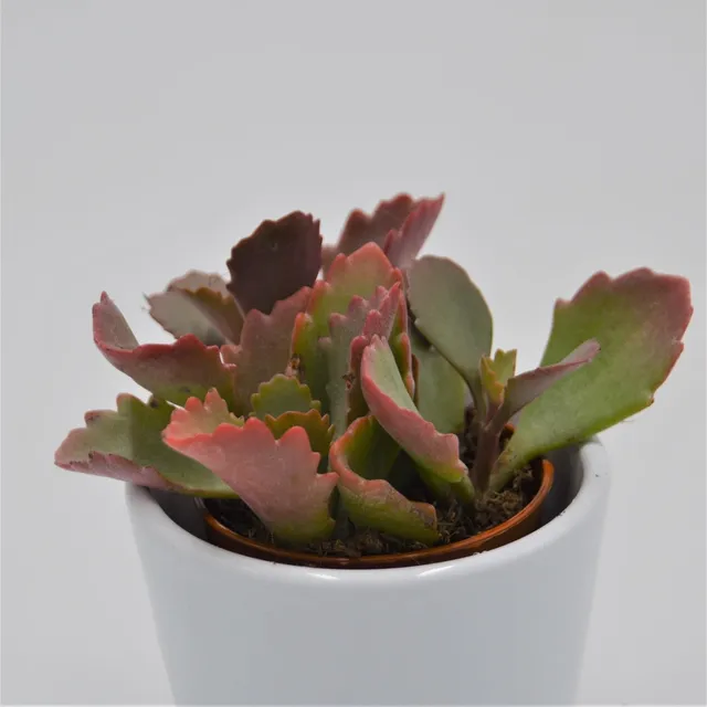 pasiora-kalanchoe-rubinea-sukkulente-8-5cm-topf image 1