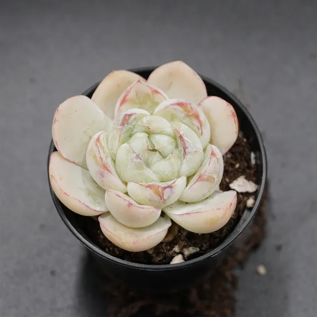 pasiora-echeveria-fat-tiger-rarit-t-einzelst-ck image 1