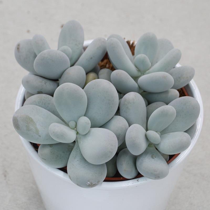 pasiora-pachyphytum-oviferum-sukkulente-mondstein-12cm image 1