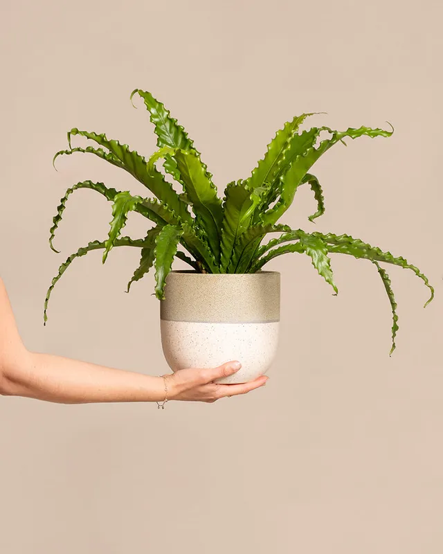 feey-gewellter-nestfarn-asplenium-nidus-zimmerpflanze-mittel image 1