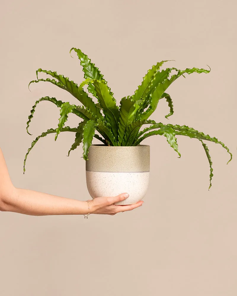 feey-gewellter-nestfarn-asplenium-nidus-zimmerpflanze-mittel image 1