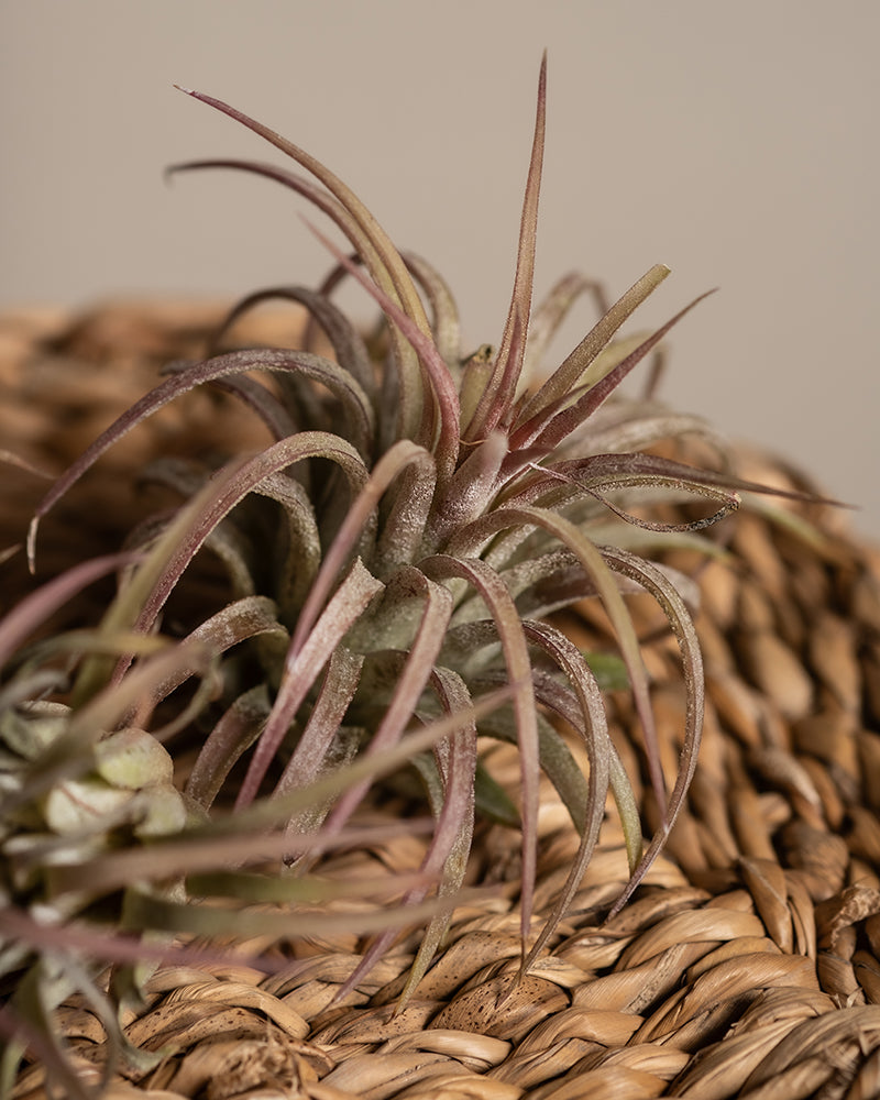 feey-luftpflanzen-pink-5er-set-tillandsia-ionantha-rubra image 5