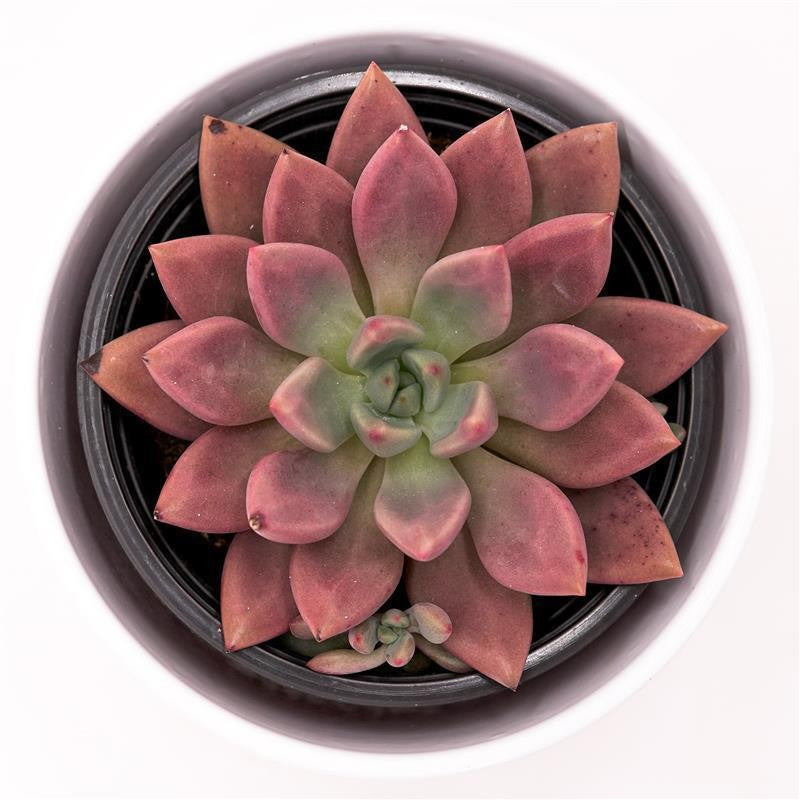 pasiora-x-graptoveria-pink-donna-sukkulente-im-13cm-topf image 1